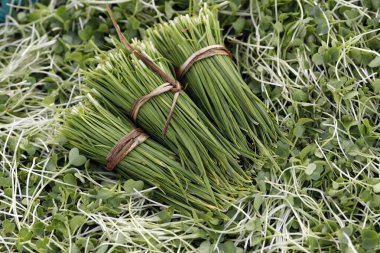 Tarım Bakanlığı. Tra Que Köyü 'ndeki organik sebze bahçeleri. Tohumlar. Hoi An. Vietnam. 