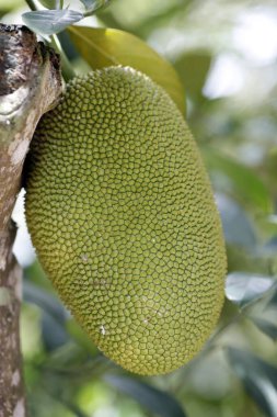 Jackfruit (Artocarpus heterophyllus) Jackfruit Ağacı 'nda yetişir. Tan Chau. Vietnam. 