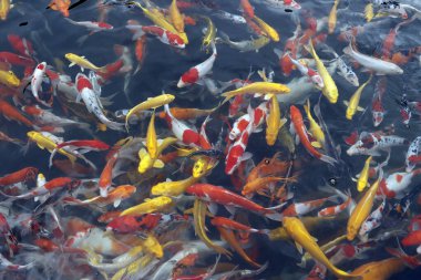 Suda yüzlerce kırmızı balık. Vietnam. 