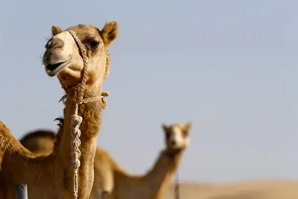 Abu Dabi Çölündeki Deve Çiftliği Birleşik Arap Emirlikleri — Stok fotoğraf