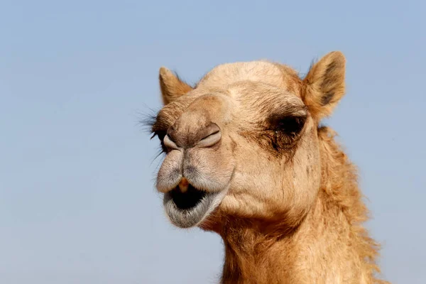 阿布扎比沙漠的骆驼农场大不列颠及北爱尔兰联合王国 — 图库照片