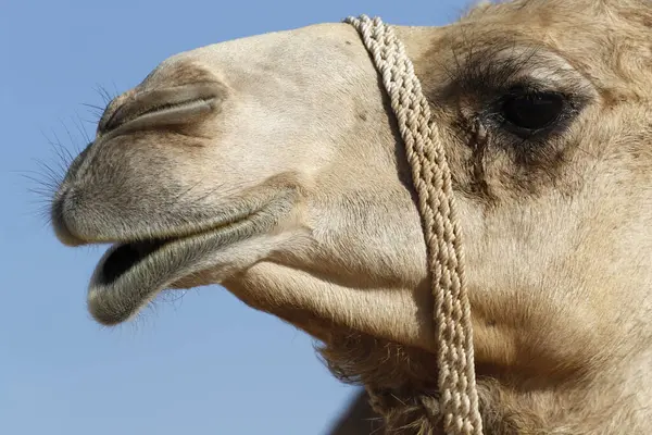 Farma Wielbłądów Pustyni Abu Dhabi Wyspy Owcze — Zdjęcie stockowe