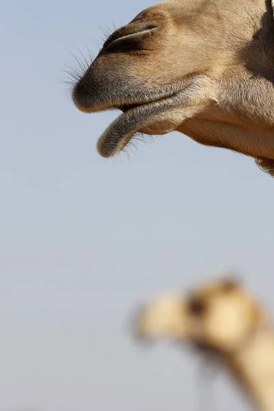 Granja Camellos Desierto Abu Dhabi Emiratos Árabes Unidos — Foto de Stock