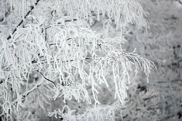 Krajobraz Biały Sezonie Zimowym Alpy Górskie Drzewo Pełne Śniegu Szwajcaria — Zdjęcie stockowe