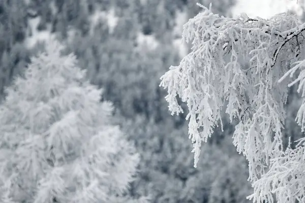 Paesaggio Bianco Nella Stagione Invernale Alpi Montane Albero Pieno Neve — Foto Stock