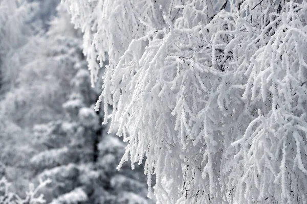 Paesaggio Bianco Nella Stagione Invernale Alpi Montane Albero Pieno Neve — Foto Stock