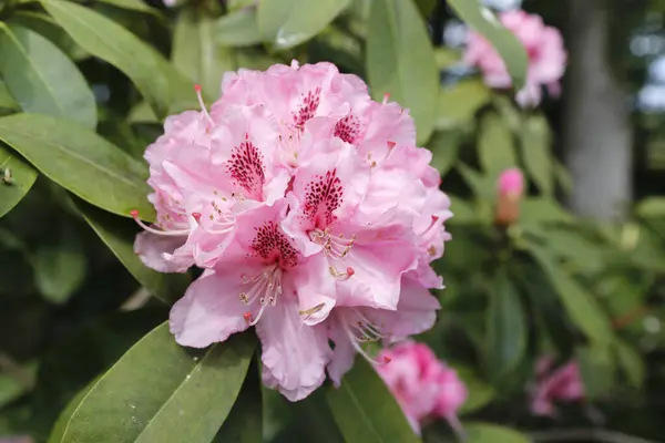 Pink Rhododendron Flower Garden Spring Time — Stock Photo, Image