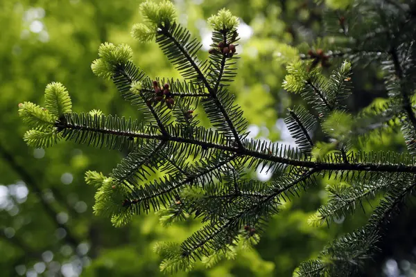 Nahaufnahme Von Frischen Grünen Sprossen Die Frühling Einem Wald Auf — Stockfoto