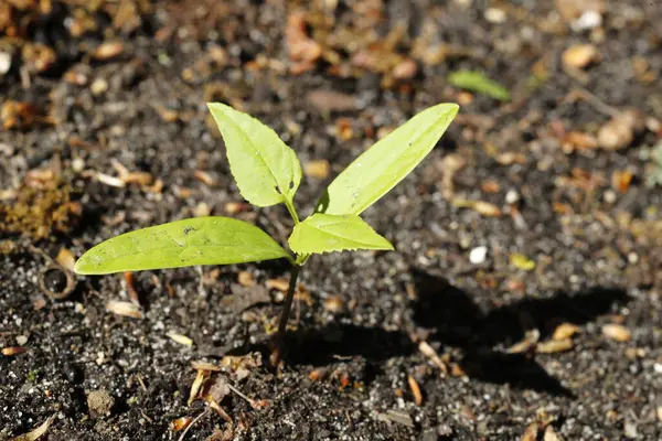 Young Plant Ground New Life — Stock Photo, Image