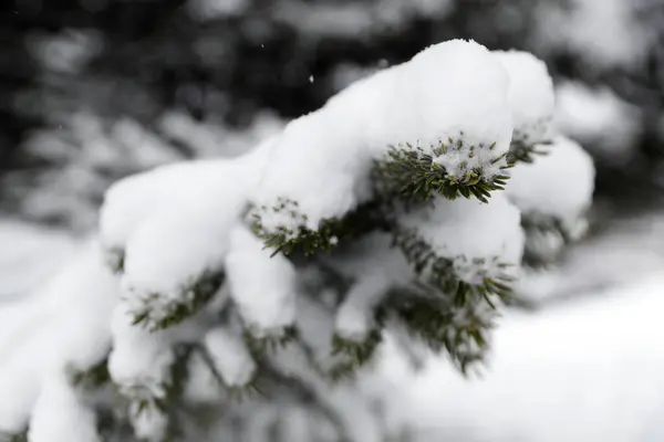 Fres Neve Pino Inverno Francia — Foto Stock
