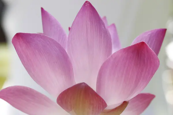 One Pink Lotus Flower Sacred Flower Both Hinduism Buddhism Representing — Stock Photo, Image