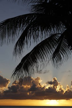 Hindistan cevizi palmiyesinin silueti, deniz ve günbatımı arka planında. Tropik plaj, cennet doğası. Cayman Adaları. 