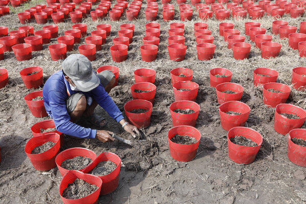 Сельское хозяйство Фермер сажает саженцы в индивном горшке. Тан Чау. Вьетнам.