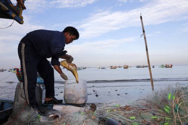 Dua Koyu 'nu asın, balıkçı teknesi gece avıyla sahile geliyor. Vung Tau. Vietnam.
