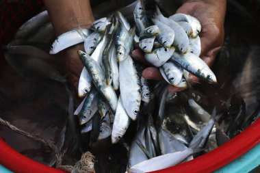 Küçük bir balık fabrikasında çalışan bir kadın. Pazarda satılık taze balık. Vung Tau. Vietnam.