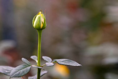 Sarı gül tomurcuğu. Ayrıntıları kapat. Bahçecilik. Dalat. Vietnam. 