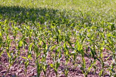 Genç mısır tarlası. Bitkiler ve tarım ektim. Küresel sıcaklık. 