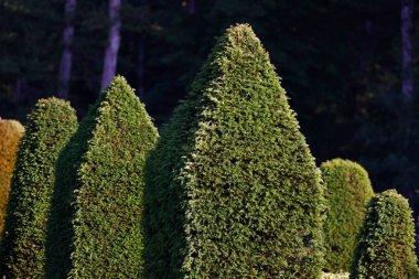 Yeşil çimenli bir bahçenin peyzajı, dekoratif her zaman yeşil bitkiler ve şekilli boxwood. Bahçe işleri konsepti. Burgonya şarabı. Fransa. 