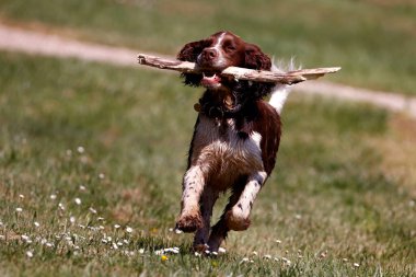 Springer Spaniel köpeği tarlada oynuyor. Burgonya şarabı. Fransa. 