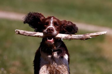 Springer Spaniel köpeği tarlada oynuyor. Burgonya şarabı. Fransa. 