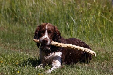 Springer Spaniel köpeği tarlada oynuyor. Burgonya şarabı. Fransa. 