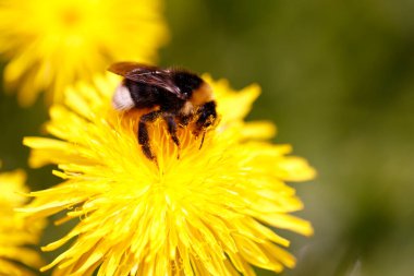 Bir sinek tozlaşması ve sarı çiçeğin yakın plan fotoğrafı, böcek makro resmi..