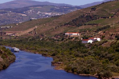 Douro Vadisi, Douro nehrine bakan teraslı üzüm bağı. Portekiz. 