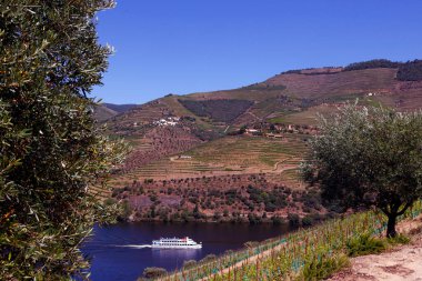 Douro Vadisi, Douro nehrine bakan teraslı üzüm bağı. Portekiz. 