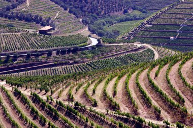 Alto Douro Şarap Bölgesi 'nin göbeğindeki Douro Vadisi' ndeki üzüm bağları. Portekiz. 