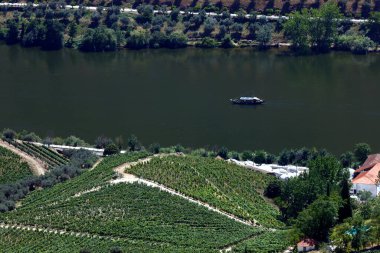 Alto Douro Şarap Bölgesi 'nin göbeğindeki Douro Vadisi' ndeki üzüm bağları. Pinhao. Portekiz. 