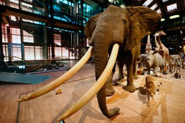 Müze ulusal histoire naturelle. Büyük Evrim Salonu. Afrika hayvanları. Paris mi? Fransa.