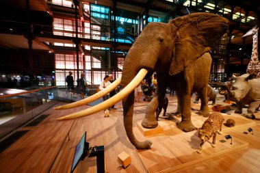 Müze ulusal histoire naturelle. Büyük Evrim Salonu. Afrika hayvanları. Paris mi? Fransa.