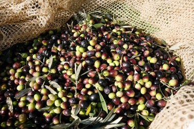 Bir çiftlikte zeytin hasadı. İtalya. 