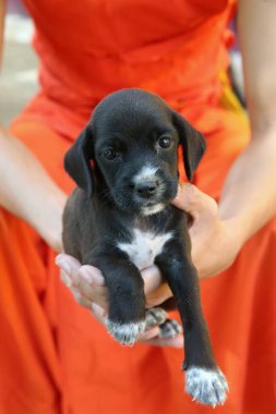  Wat Si Muang (Simuong) Budist tapınağı. Çaylak keşiş ve küçük köpeği. Vientiane. Laos; 