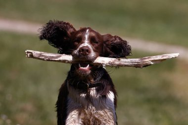 Springer Spaniel köpeği tarlada oynuyor. Burgonya şarabı. Fransa. 