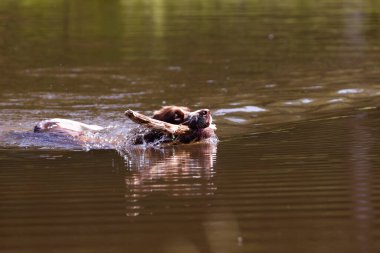 Springer Spaniel köpeği gölde yüzüyor. Burgonya şarabı. Fransa. 