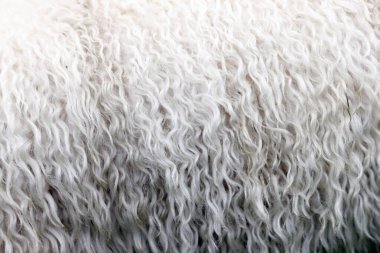 Fransız Alp dağlarında bir koyun sürüsü. Koyun yünü. Les Contamines. Fransa. 