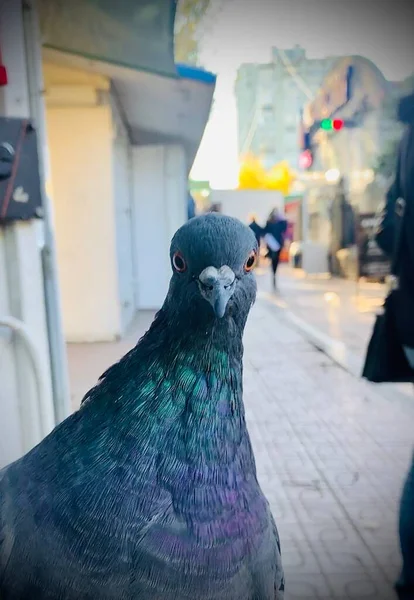 Şehirde Güvercinler Var — Stok fotoğraf