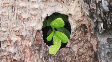Ağacın içinde büyüyen küçük bitki