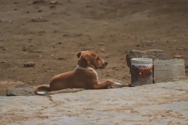 Brown dog lying on the ground and drinking water from a bowl