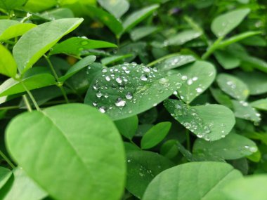 Yağmur damlalı soyut yeşil yaprak dokusu, doğa tropikal yaprak yaprağı açık yeşil arkaplan. Yağmur damlaları yemyeşil yaprakların üzerine düştü.