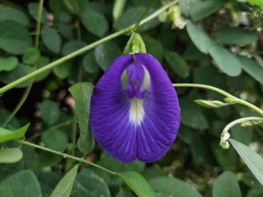 Güzel bezelye çiçekleri, klitoria ternatea veya organik bahçede Telang. Bahçedeki yeşil yaprakların arasında büyüyen bir çiçek alt familya Faboideae 'ye ait bir tür.
