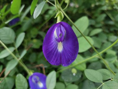 Güzel bezelye çiçekleri, klitoria ternatea veya organik bahçede Telang. Bahçedeki yeşil yaprakların arasında büyüyen bir çiçek alt familya Faboideae 'ye ait bir tür.