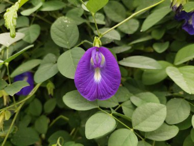 Güzel bezelye çiçekleri, klitoria ternatea veya organik bahçede Telang. Bahçedeki yeşil yaprakların arasında büyüyen bir çiçek alt familya Faboideae 'ye ait bir tür.