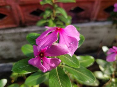 Mor Catharanthus gülü veya menekşe çiçekleri bahçede. Pembe menekşe ya da Kataranthus gülüne odaklan.