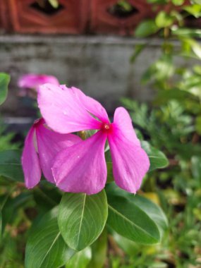 Mor Catharanthus gülü veya menekşe çiçekleri bahçede. Pembe menekşe ya da Kataranthus gülüne odaklan.