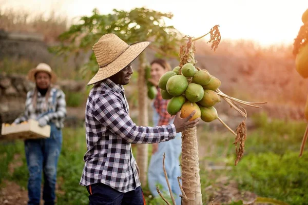 Содержание Афро Американский Фермер Мужчина Трогает Лапу Растении Против Различных — стоковое фото