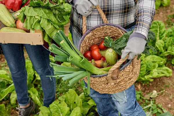 上から わら籠の中に様々な野菜と田舎のプランテーションのコンテナを持つ作物匿名の園芸家 — ストック写真