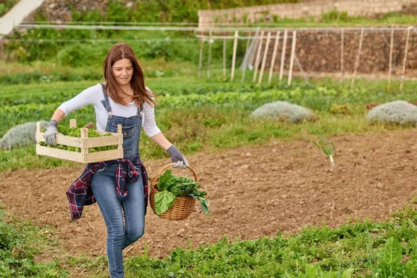 有一盒生菜和一筐新鲜菠菜叶在农田里漫步的成年女园艺师 — 图库照片