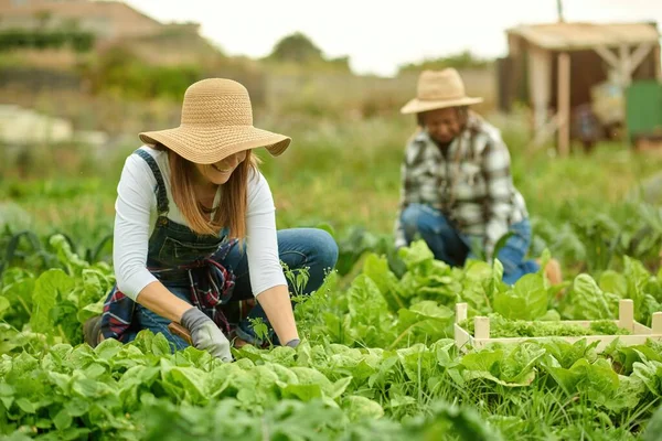 昼間に農地に緑の葉を持つレタスを収集藁帽子の認識できない笑顔の多民族女性生産者 — ストック写真